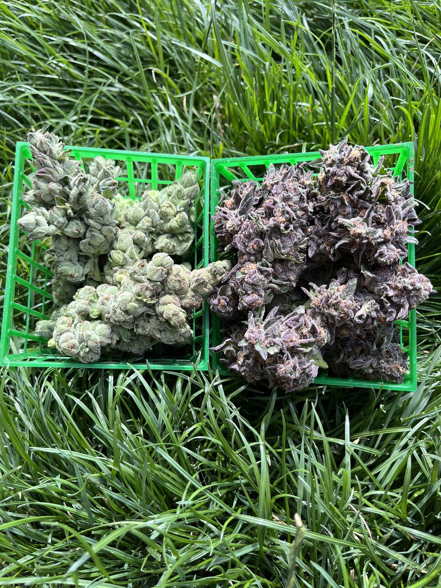 DonnaDo127's tweet photo. This weeks harvest. The green is delicataCookies and the purple is CaribbeanCookies. 💨💨💨💨#purplecitygenetics #420community #420Life #CannabisCommunity #cannabisculture #420friendly #CaliforniaCannabis #californiagrown #TrinityCountyCA https://t.co/TWVOPsIOYf