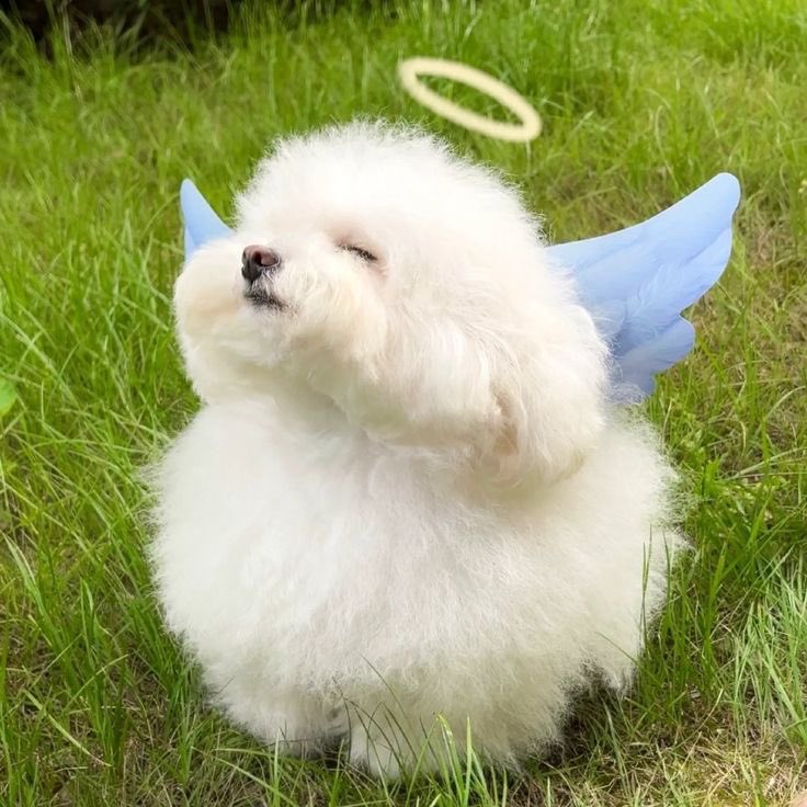 twaniimals's tweet photo. 🪽 https://t.co/aIgXEuqrUs