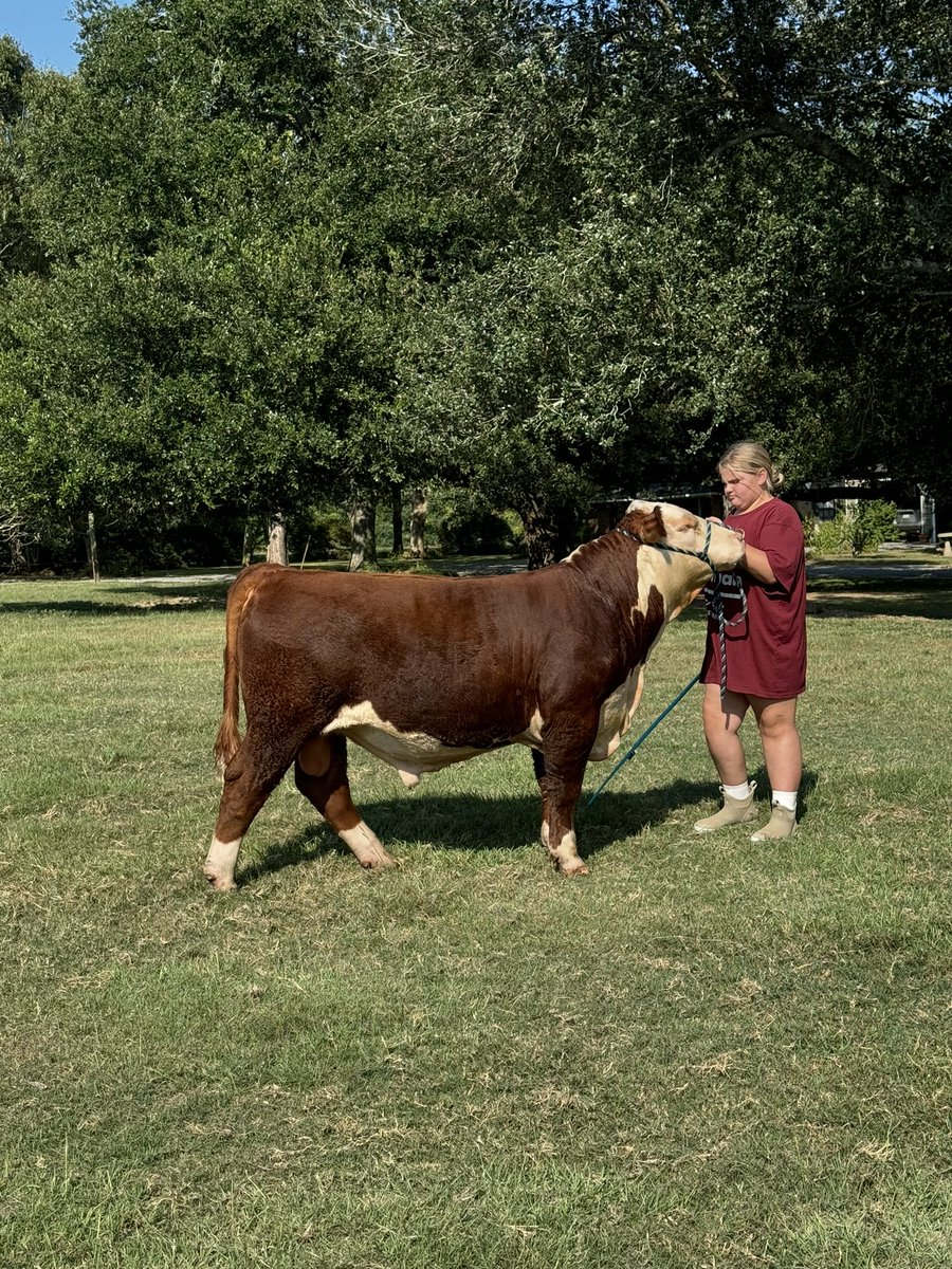 Rhondafonda1981's tweet photo. Snapped a picture of Hammer real quick on his way back from getting rinsed off this afternoon… State Fair is in two months!🔨⏰ #Hereford #ShowBull #HammerTime #StockShowLife https://t.co/b030oM7dvy
