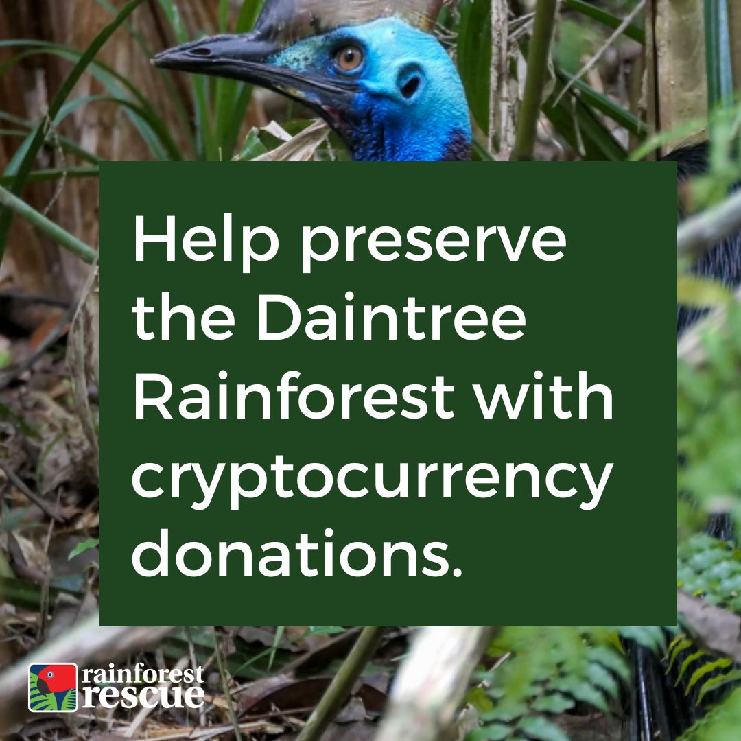 RFR_AU's tweet image. Your #CryptoDonation can help #ProtectRainforestsForever:  rainforestrescue.org.au/donate-crypto 🌳🌳🌳.

Share this post with your community. Together, we can create change!

#DonateCrypto @TheGivingBlock #DaintreeRainforest
