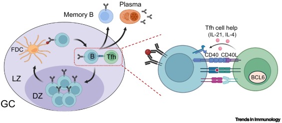 TrendsImmuno's tweet photo. BCR signaling in germinal center B cell selection https://t.co/4oig8IbVPO #immunology https://t.co/peYg1BXtum