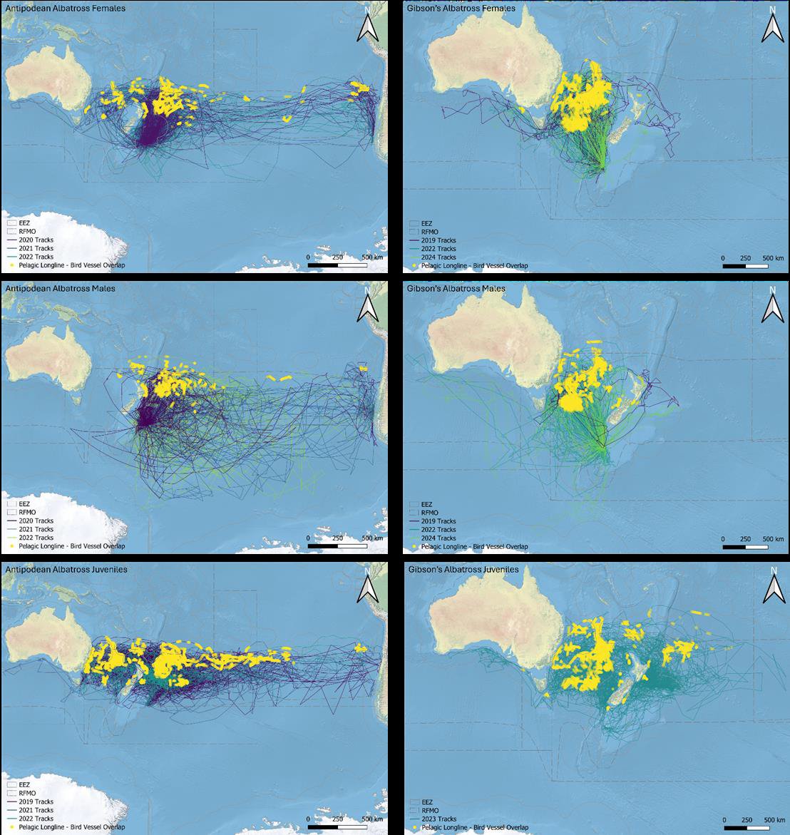 New research indicates that as much as 77% of the Antipodean and Gibson's #Albatross population has some spatiotemporal overlap with pelagic longline #fisheries. Given fisheries mortality is a major threat for these #seabirds, this is a serious concern.
bmis-bycatch.org/system/files/z…