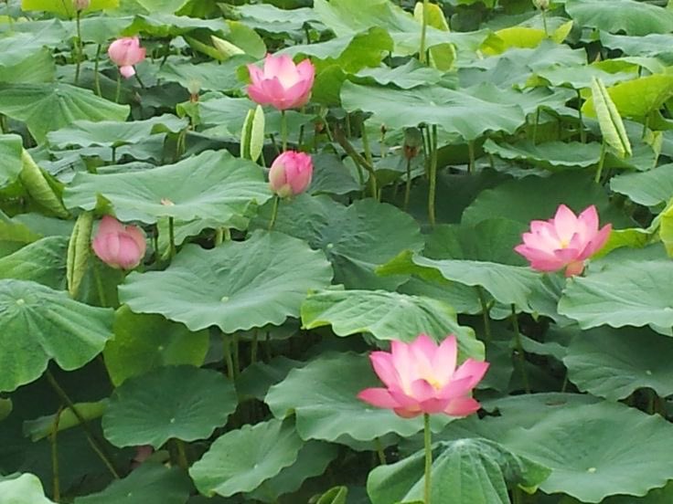 𓈒 ࣪ ˖ (@heartzjpg) on Twitter photo 