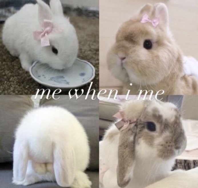 animals wearing bows (@animalswithbows) on Twitter photo 