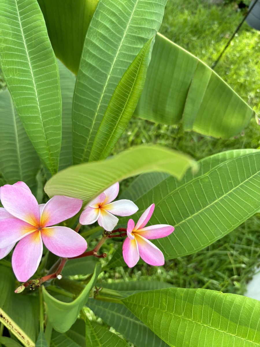 Bloom with grace &amp; courage🌸