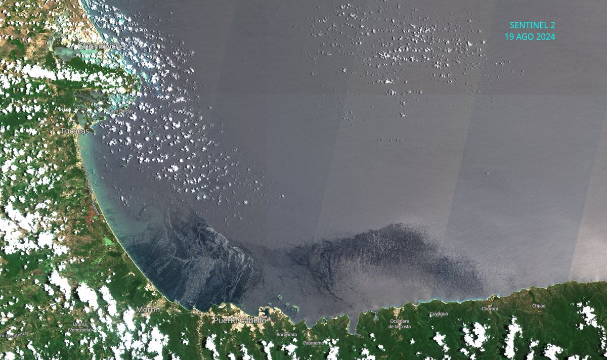 diodon histrix tweet media