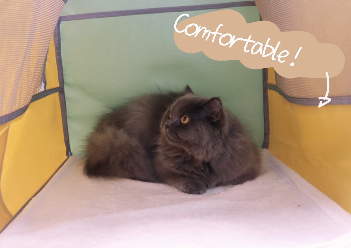 JustCutePet's tweet photo. 🥰Mommy, take me and the portable cat tent out for a trip🐈🚗🌴#Catbed #Cattent #Catcarbag #Catoutdoormat #cats #cat #pet #pets #petlovers #USA #america #justcutepet https://t.co/0f8hbi4Z1N