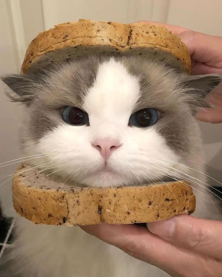 Allen Deng (@allende97220331) on Twitter photo 