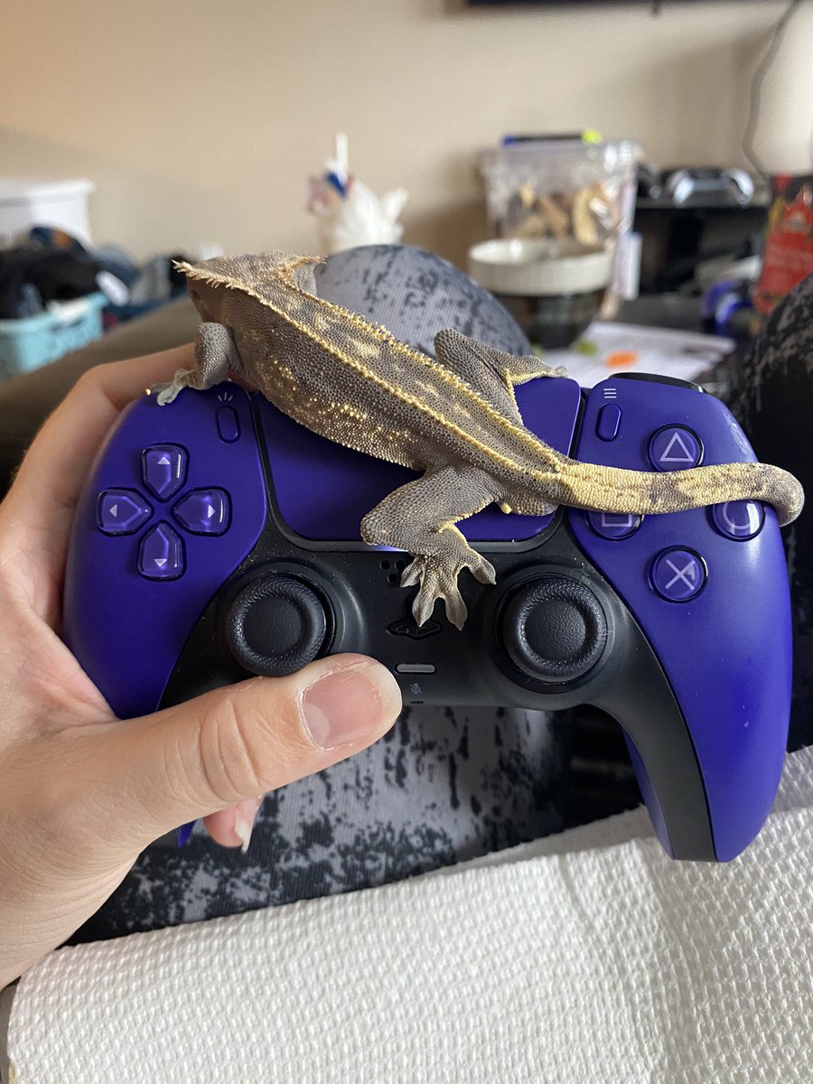 LoremasterEve's tweet photo. Just trying to play some games… https://t.co/G6mgDlSaYM
