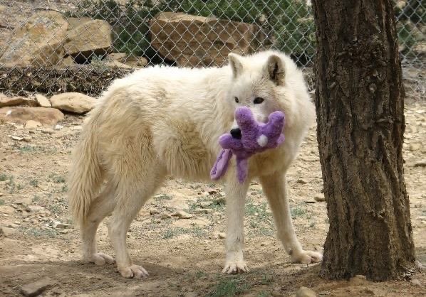 JimmyBelvins's tweet image. grown ass man playing with plushies