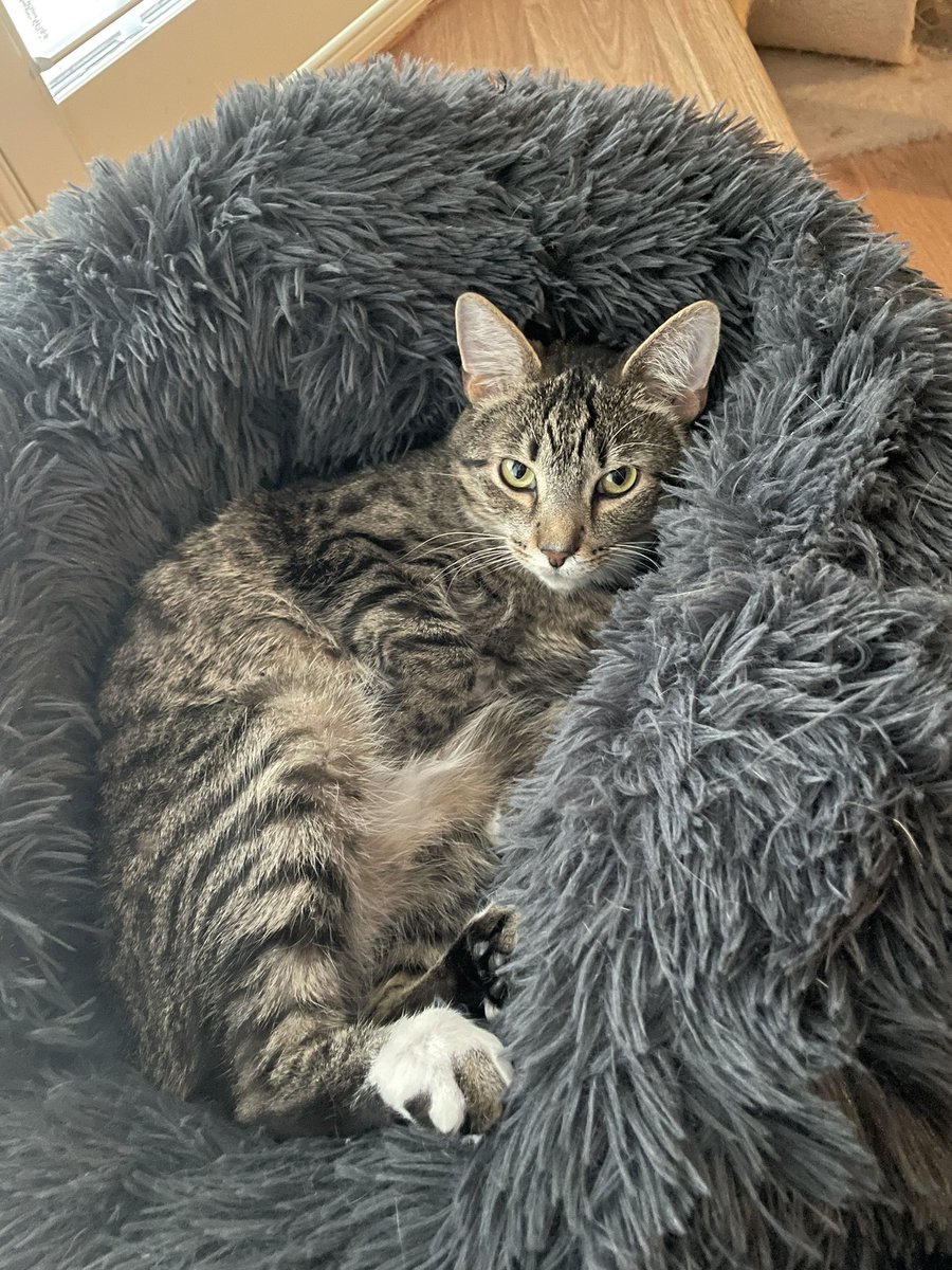 spiralxshocker's tweet photo. Obsessed with my roommate’s cat https://t.co/x3SYmcW7gY