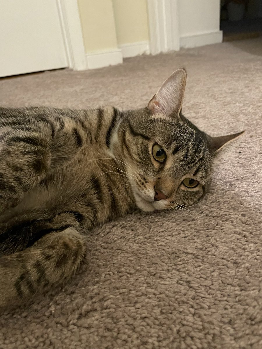 spiralxshocker's tweet photo. Obsessed with my roommate’s cat https://t.co/x3SYmcW7gY