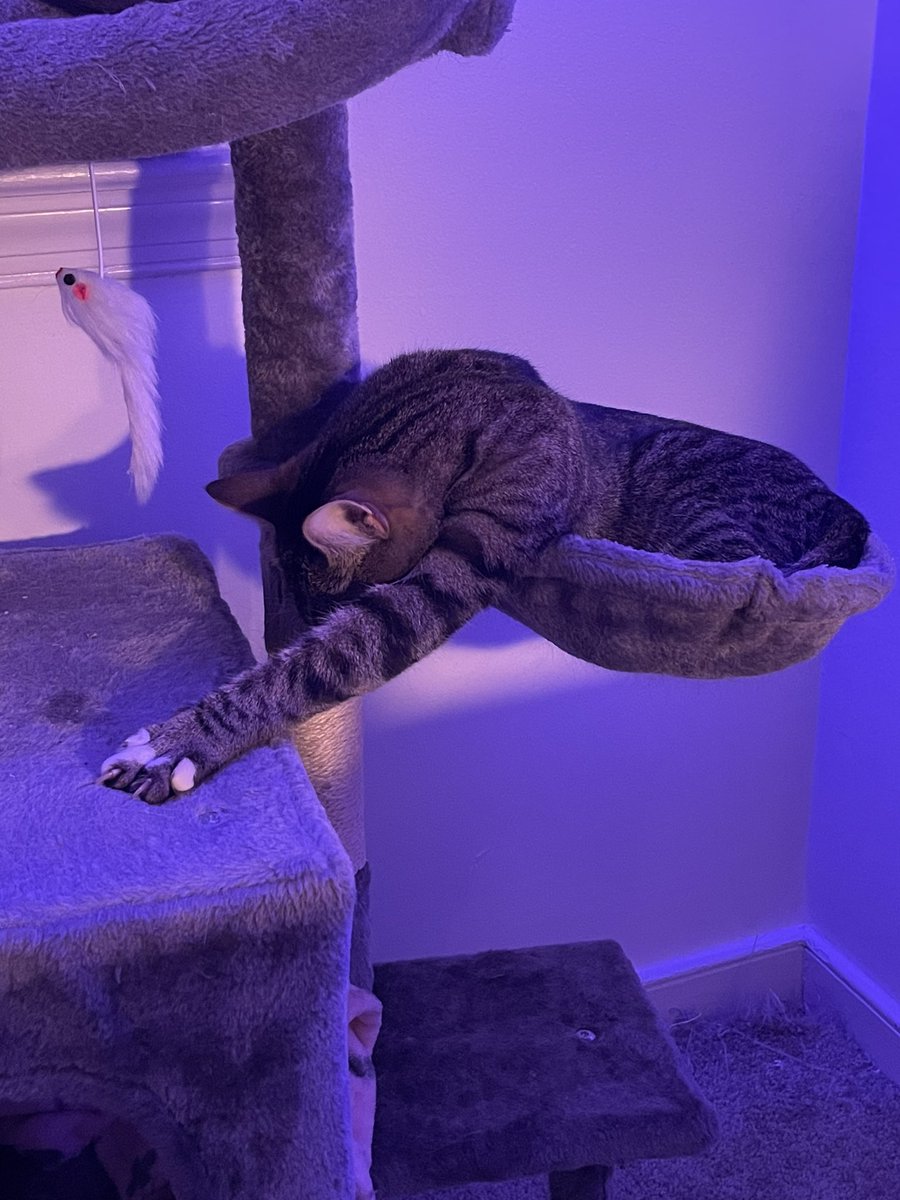 spiralxshocker's tweet photo. Obsessed with my roommate’s cat https://t.co/x3SYmcW7gY
