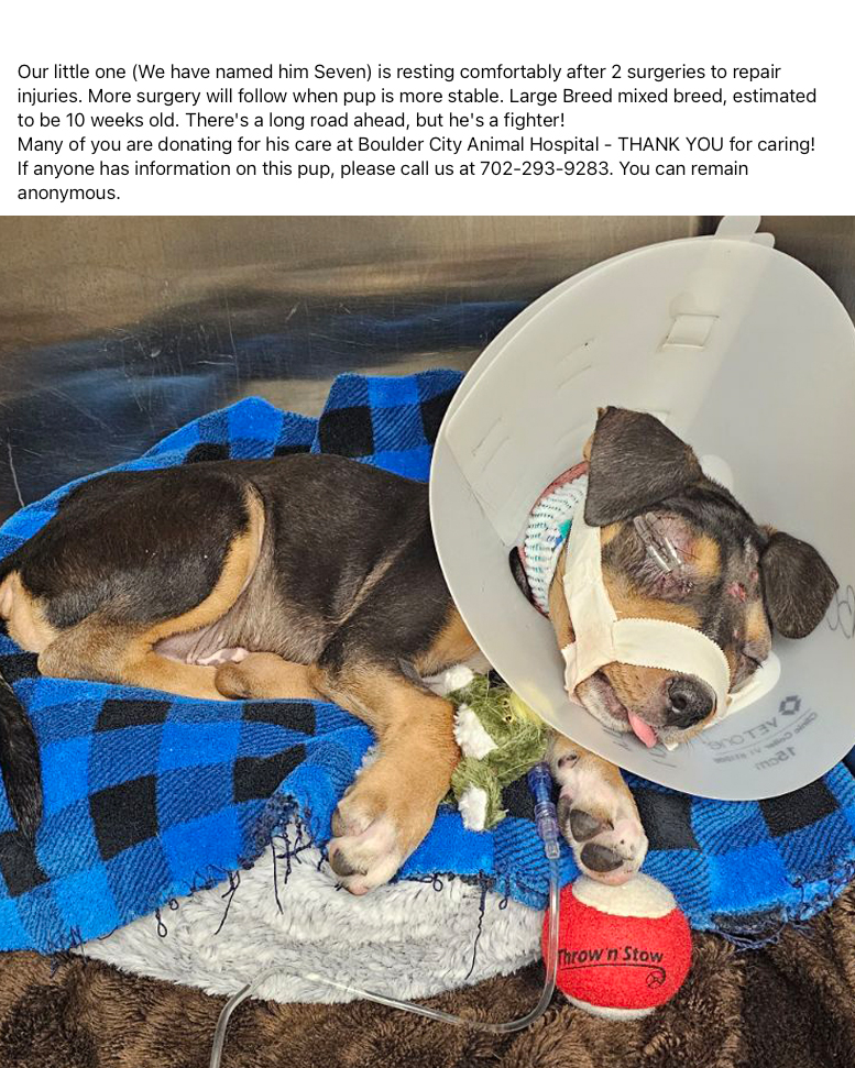 BoulderCityNev's tweet photo. UPDATE from BC Animal Control. Please contact 702.293.9283 if you have details about the owner. You can remain anonymous. https://t.co/U4VCPftNqe