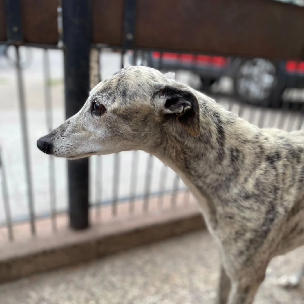 Lenteja hasta hace unos días con un galguero que la exploto hasta el hartazgo, hoy se encuentra a nuestro cuidado. Buscamos una familia que la cuide, la integre y la ame. Trasladamos a BsAs y Caba. Dale RT