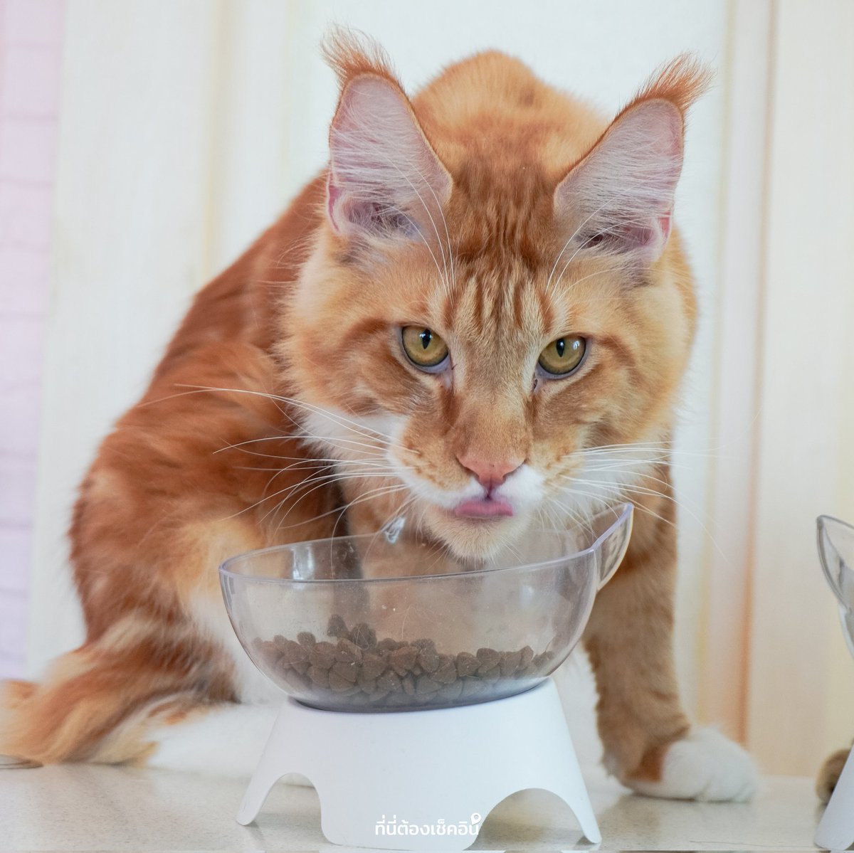 #ที่นี่ต้องเช็คอิน tweet media