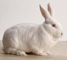 michael_liotta's tweet photo. Many areas of the research industry test on many different species, including monkeys and mice. In the cosmetics industry, the New Zealand white rabbit is the most predominant species for testing because they are inexpensive and have a short gestation period. https://t.co/y8Zh9TrLrm