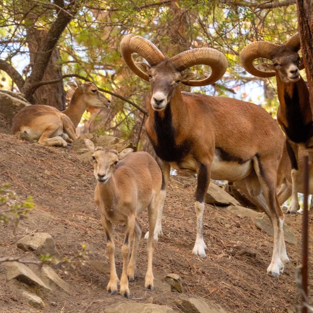 visitcyprus's tweet photo. 🌟👀 Meet the ultimate mountain boss of Cyprus—the Mouflon! 🐏💫 This rare, curly-horned legend is the true king of the Troodos Mountains. If you’re lucky enough to spot one, you’re witnessing a true Cypriot icon. 😉🌿 #VisitCyprus #Mouflons
📷 IG kos_anton_photography https://t.co/6vssAC7QPi