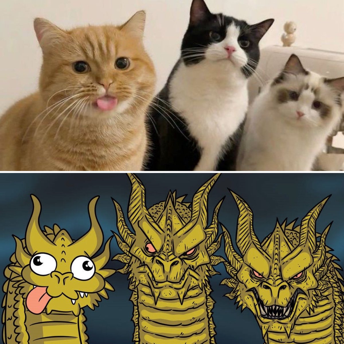 Punch Cat (@punchingcat) on Twitter photo 