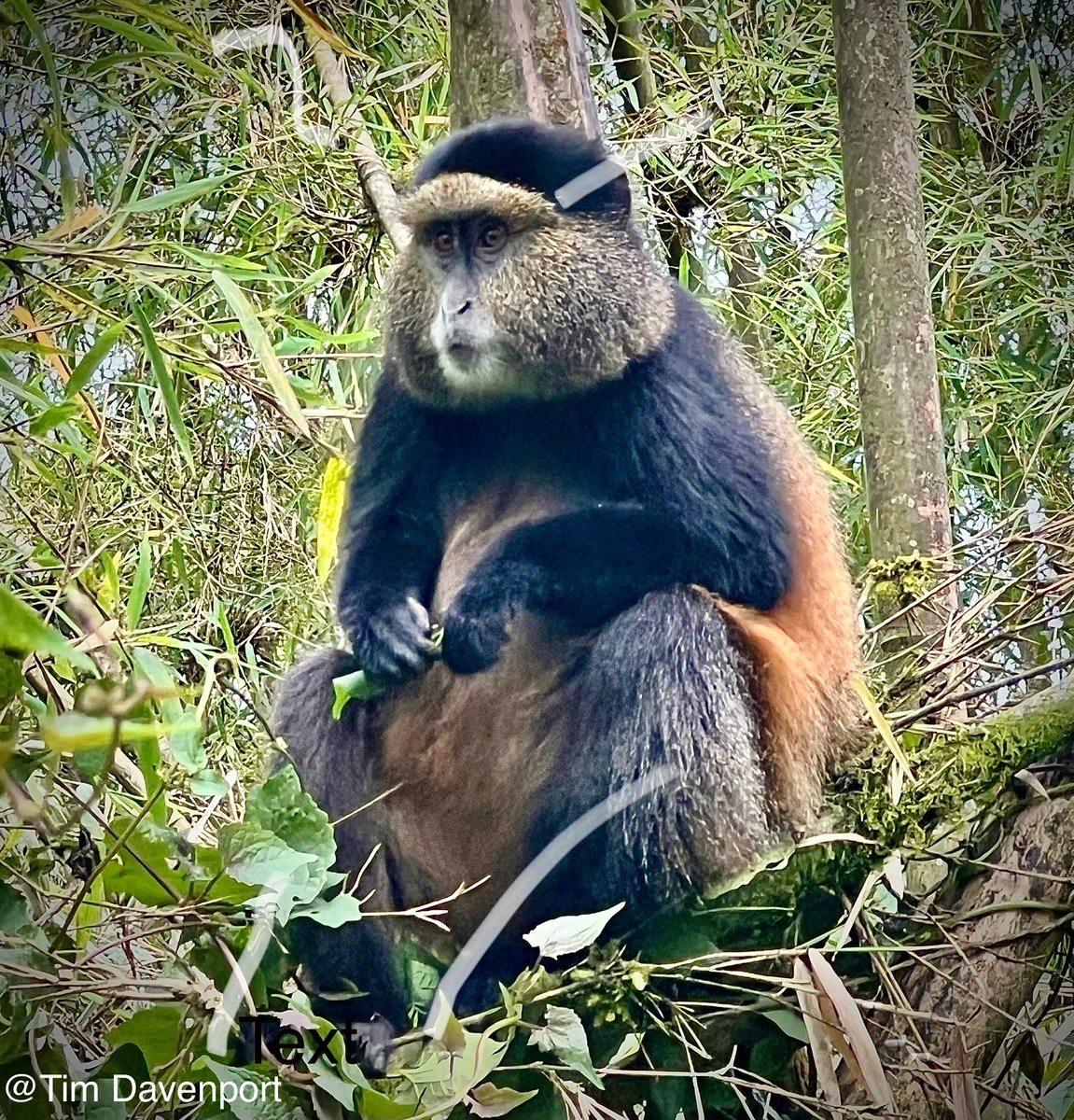 The beautiful and endangered Golden Monkey (Cercopithecus kandti) endemic to the Virungas in Rwanda.