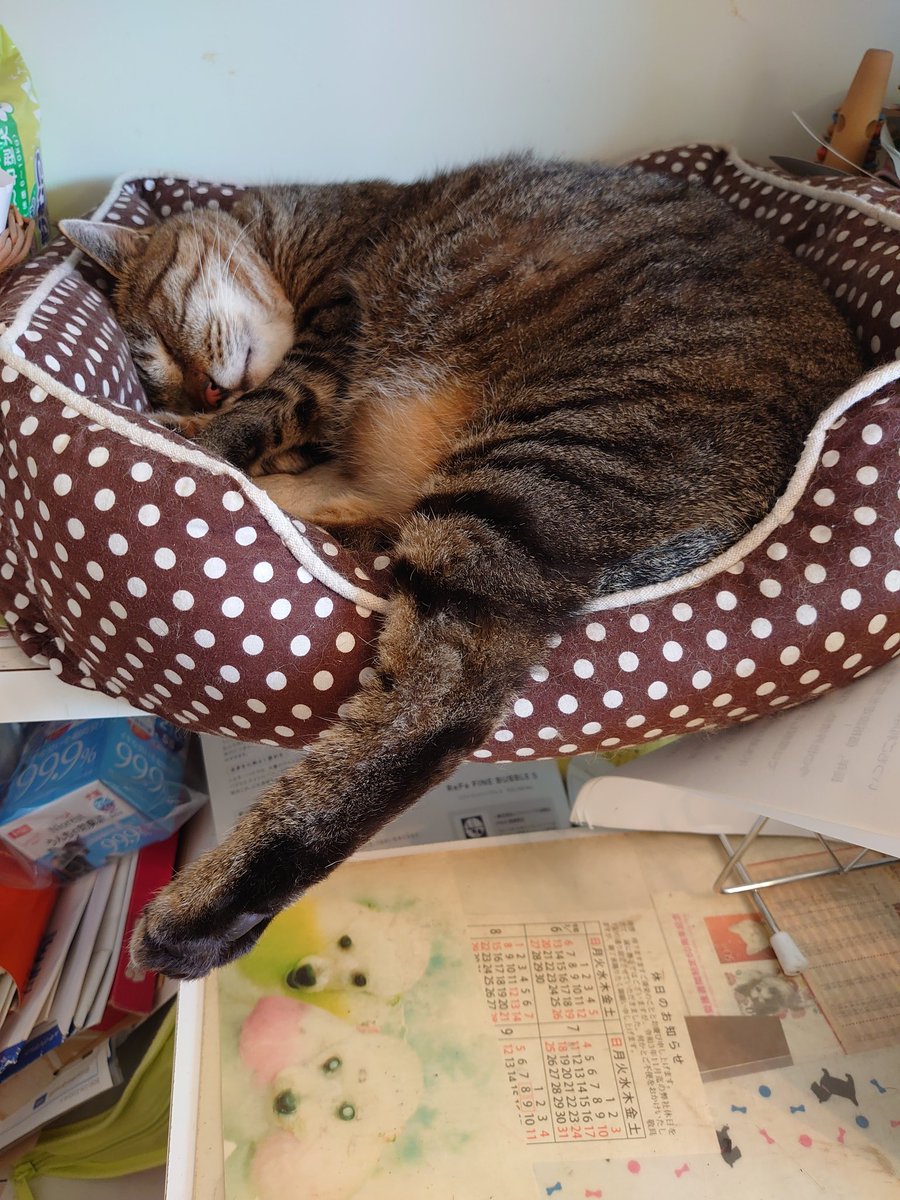 THUNDER00433813's tweet photo. トラニャンはだらしない寝方w
暑くてとろけるニャン🥵
#トリミングサロン
#trimmingsalon
#看板猫トラニャン
#看板猫　#かんばんねこ
#ねこ　#ネコ　#猫　#猫写真
#熱中症に気をつけて https://t.co/4cAfdHesIV