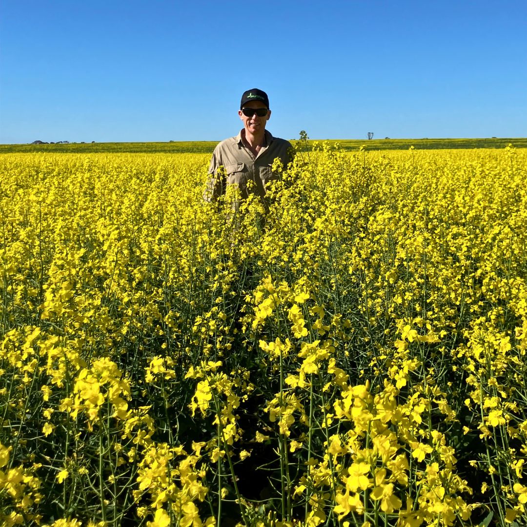 #Gabbin WA grower Brad Harrap showed us the impressive root systems of his #Nuseed Hunter TF canola crop (left).

🌼 With his Nuseed Emu TF crop bursting into flower (right), he’s one happy grower looking forward to a bumper harvest.

📸02/08/2024