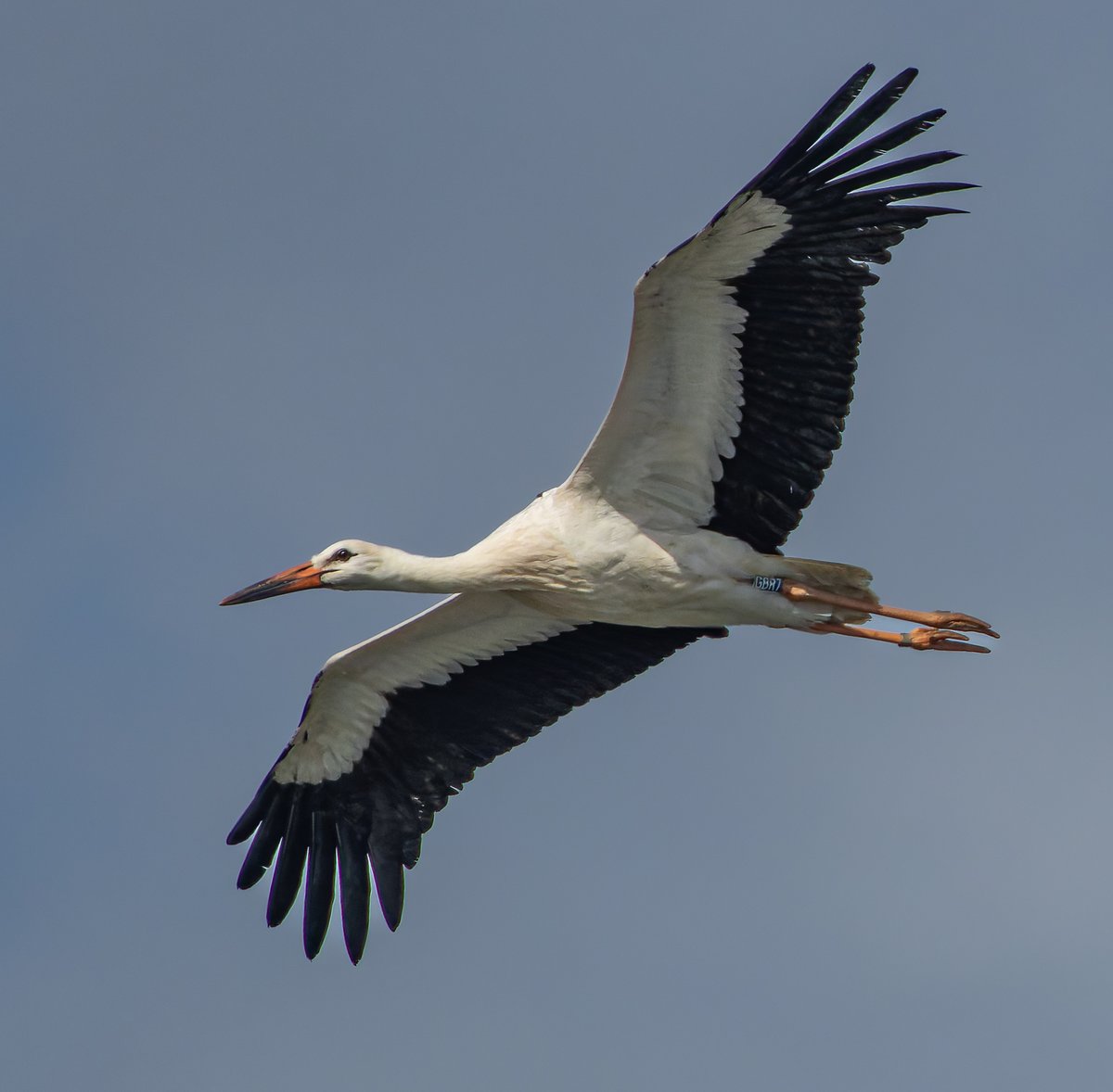White stork GBR7 over Titchfield Haven 20.08.24