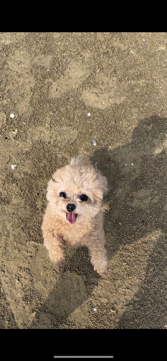 jjo_uni's tweet photo. 햅삐햅삐 쪼꼬 💕💕 
팔짝팔짝 뛰는게 토끼같아요 ㅎㅎ 
겸댕이 단단한 해변 너무 좋아하더라구요 https://t.co/EaR4Zf6Svf