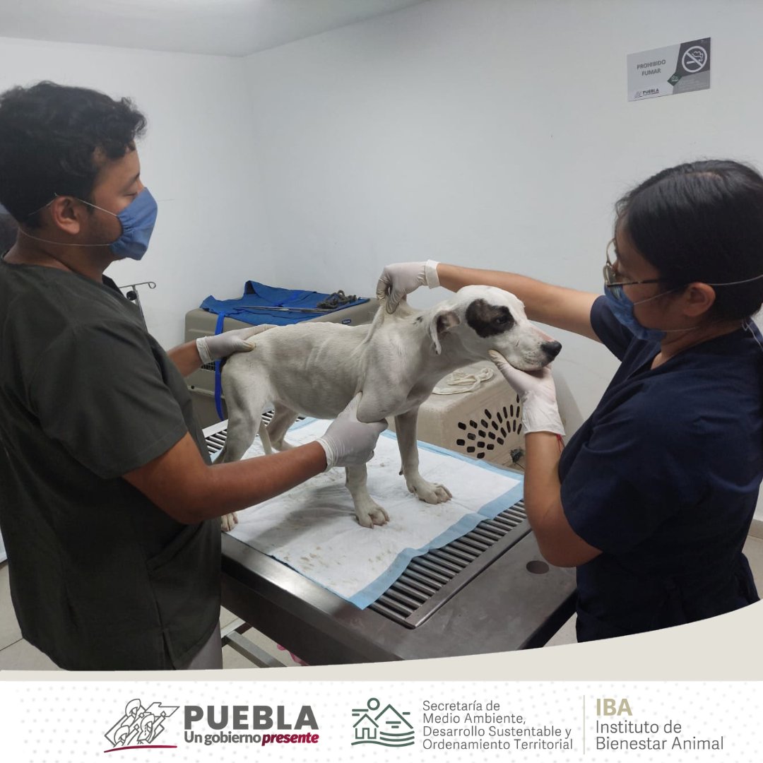 IBAGobPue's tweet photo. #SeInforma l En atención a la #DenunciaResponsable y a un reporte de redes en la colonia “Granjas de San Isidro” del municipio de #Puebla, referente a dos perritos en condiciones severo estado de desnutrición, y al no encontrarlos, nuestros #InspectoresIBA realizaron una búsqueda exhaustiva en la zona que la comprende; localizando al fin, en otro domicilio del que fue reportado, a dos animalitos. Se procederá al trámite de la sanción correspondiente, estas acciones nos permiten seguir trabajando para procurar el bienestar de toda forma de vida, exhortando a seguir promoviendo y ejerciendo la #DenunciaResponsable. 🐕