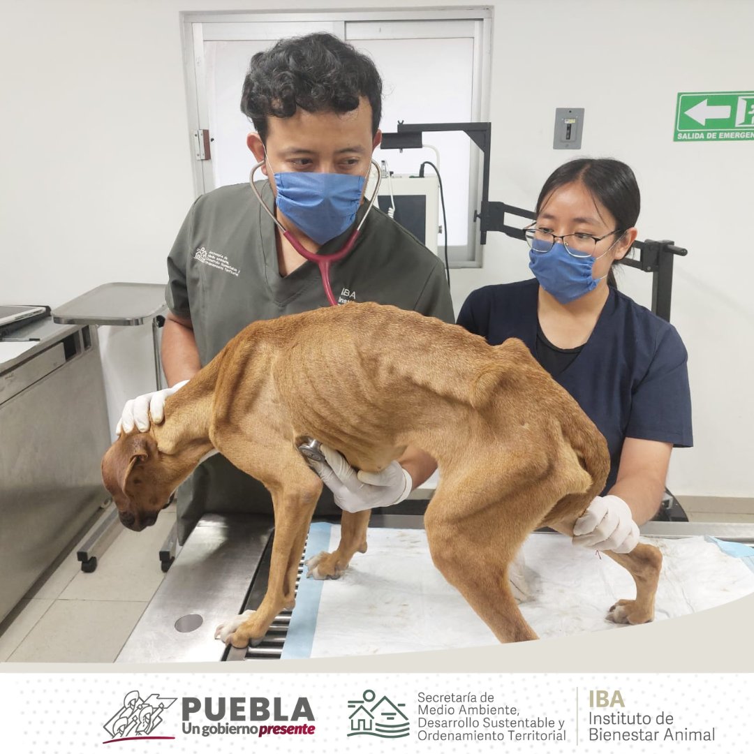 IBAGobPue's tweet photo. #SeInforma l En atención a la #DenunciaResponsable y a un reporte de redes en la colonia “Granjas de San Isidro” del municipio de #Puebla, referente a dos perritos en condiciones severo estado de desnutrición, y al no encontrarlos, nuestros #InspectoresIBA realizaron una búsqueda exhaustiva en la zona que la comprende; localizando al fin, en otro domicilio del que fue reportado, a dos animalitos. Se procederá al trámite de la sanción correspondiente, estas acciones nos permiten seguir trabajando para procurar el bienestar de toda forma de vida, exhortando a seguir promoviendo y ejerciendo la #DenunciaResponsable. 🐕