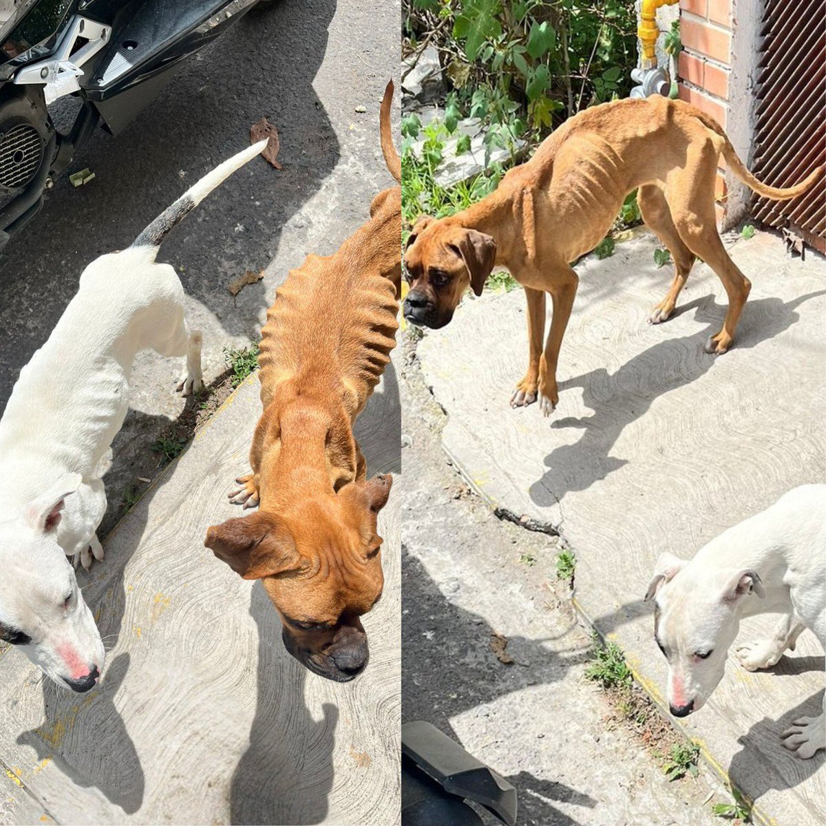 IBAGobPue's tweet photo. #SeInforma l En atención a la #DenunciaResponsable y a un reporte de redes en la colonia “Granjas de San Isidro” del municipio de #Puebla, referente a dos perritos en condiciones severo estado de desnutrición, y al no encontrarlos, nuestros #InspectoresIBA realizaron una búsqueda exhaustiva en la zona que la comprende; localizando al fin, en otro domicilio del que fue reportado, a dos animalitos. Se procederá al trámite de la sanción correspondiente, estas acciones nos permiten seguir trabajando para procurar el bienestar de toda forma de vida, exhortando a seguir promoviendo y ejerciendo la #DenunciaResponsable. 🐕