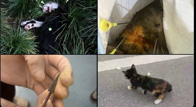 luckyding007's tweet photo. @Dylan___Dog Please pay attention to the cat abuser #WangTianyuan, a student at the University of Toronto. He is a disgrace to China.We Chinese people hope that caring people all over the world will report  him to the University of Toronto @UofT and request the university to expel him. https://t.co/TcVWuD9irF