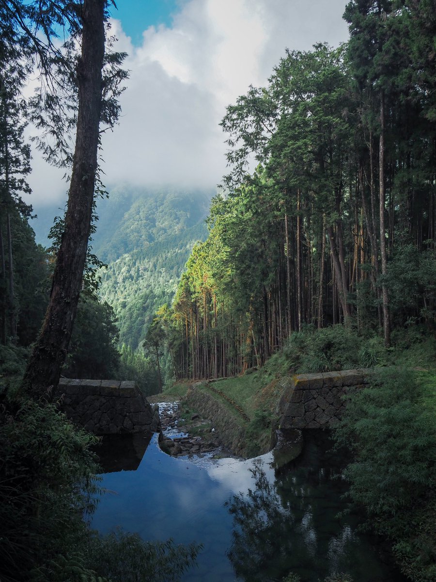 Taiwan_trails's tweet photo. ALISHAN SACRED TREE BOARDWALK TRAILS (阿里山巨木群棧道)

If you’re planning a trip to Alishan National Forest Recreation Area and only have time to do one walk, make sure it is this one. Walking through a grove of towering giant trees is an experience you do not want to miss. https://t.co/2cu6O0bxvc