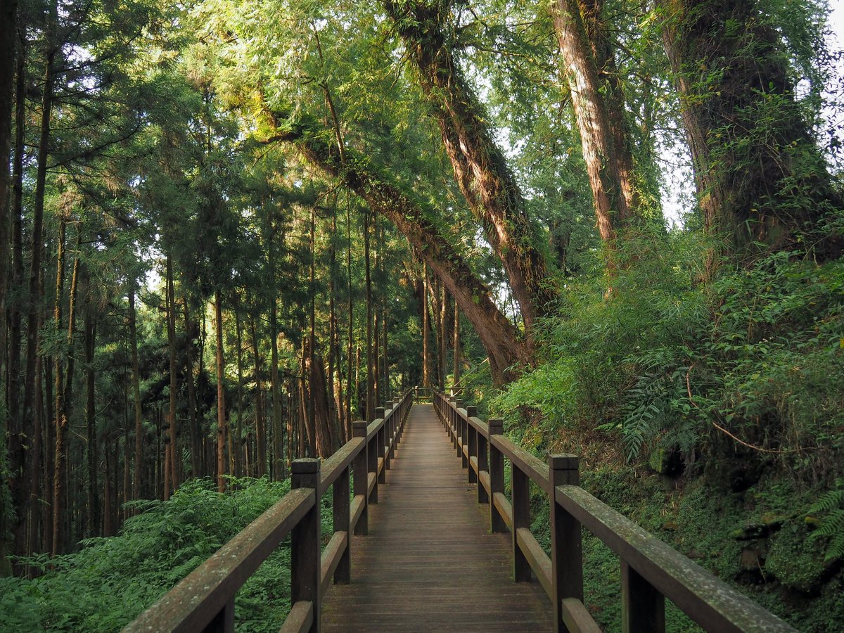 Taiwan_trails's tweet photo. ALISHAN SACRED TREE BOARDWALK TRAILS (阿里山巨木群棧道)

If you’re planning a trip to Alishan National Forest Recreation Area and only have time to do one walk, make sure it is this one. Walking through a grove of towering giant trees is an experience you do not want to miss. https://t.co/2cu6O0bxvc