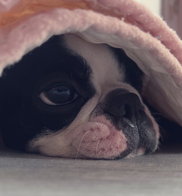 犬コレクション 