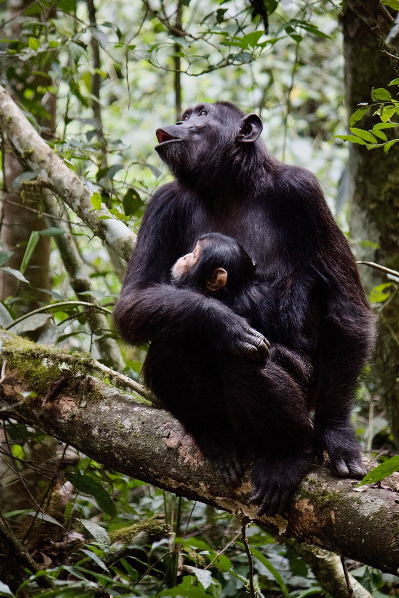 A little over 25 years ago we watched as Tenkere's mother gave birth to her in Kanyawara. She stayed in the community and has now had four infants of her own, including young Tai. Photo by Martin Muller.
