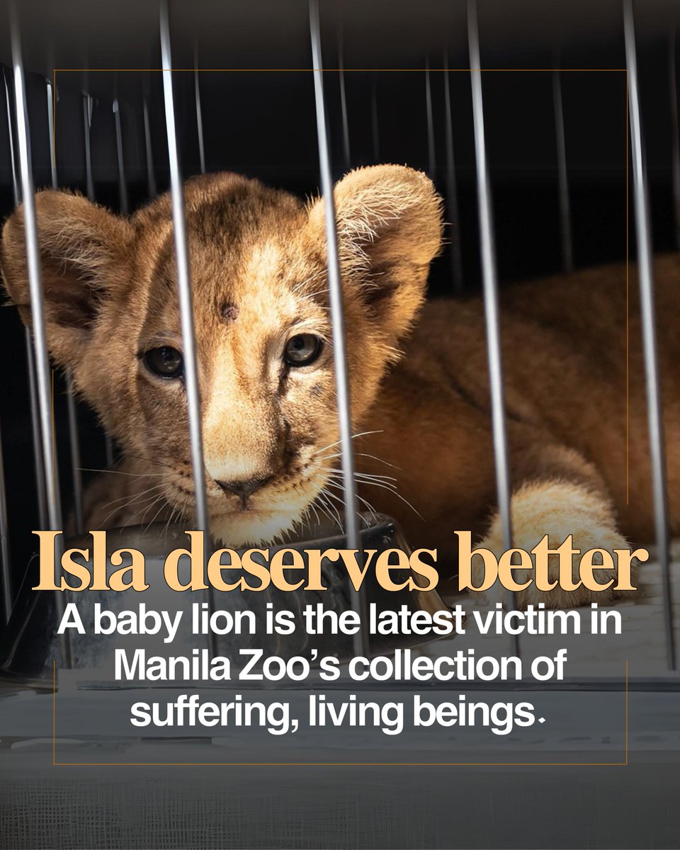 PETA condemns Manila Zoo’s decision to imprison yet another innocent animal 💔

Manila Zoo has repeatedly shown that it cannot meet even the most basic standards of care for the animals it imprisons.

Read PETA's full statement here: peta.asia/1at