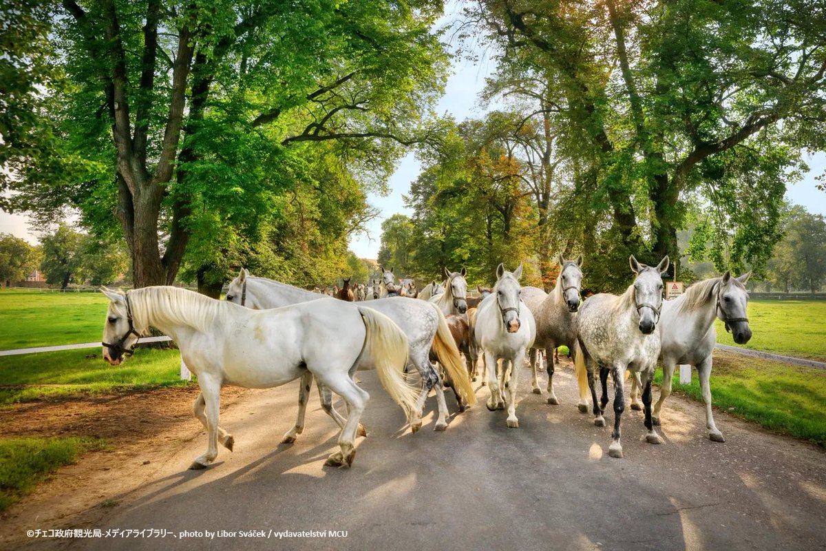 チェコで優雅な馬と触れ合いましょう🐎 クラドルバーは、世界最古の