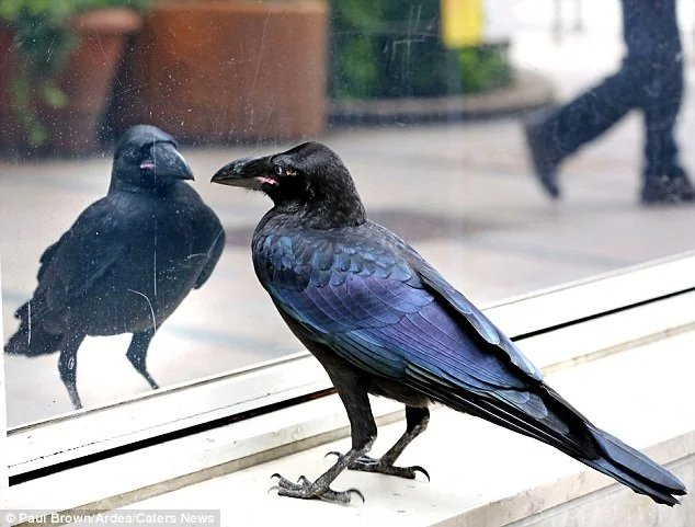 DailyCorvids's tweet photo. Crazy straws are just normal straws to a twisted freakazoid like me https://t.co/TNcH39Mhqe