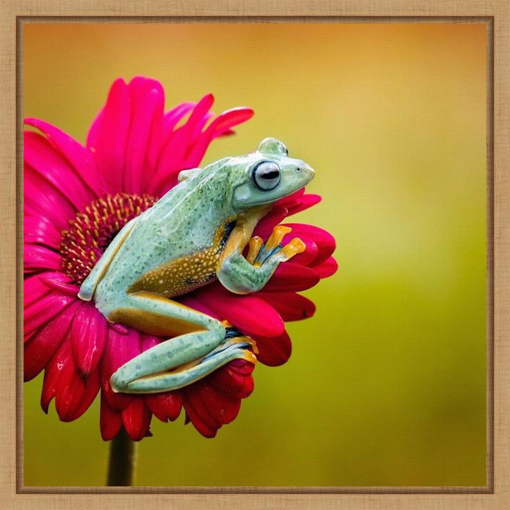 Frog World (@loversfrog2) / Posts / X