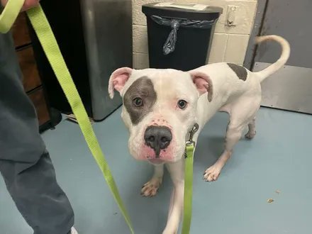 TONY IS MISSING IN BROOKLYN: last seen near Cozine Ave and Van Siclen. He's 62 pounds and chipped: 
985113008264137. If you've seen or found him please call 888-466-3242 and PLEASE RT TONY!