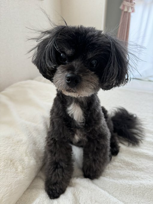 ゴロンゴロンしてめっちゃ静電気発生してるのかわいい🥰 https://t.co/so6zBFxacN<a href="/tag/%E3%82%8F%E3%82%93%E3%82%8F%E3%82%93%E3%82%8F%E3%82%93%E3%81%AE%E6%97%A5"class="tags"><span>#わんわんわんの日</span></a>