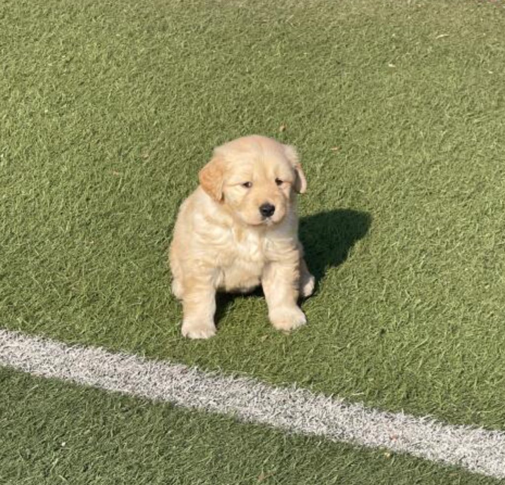 ผมก้ลงโอลิมปิกได้น่ะ เหรียญทองขี้งอน