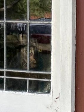 Just waiting for the pawrents to get home.