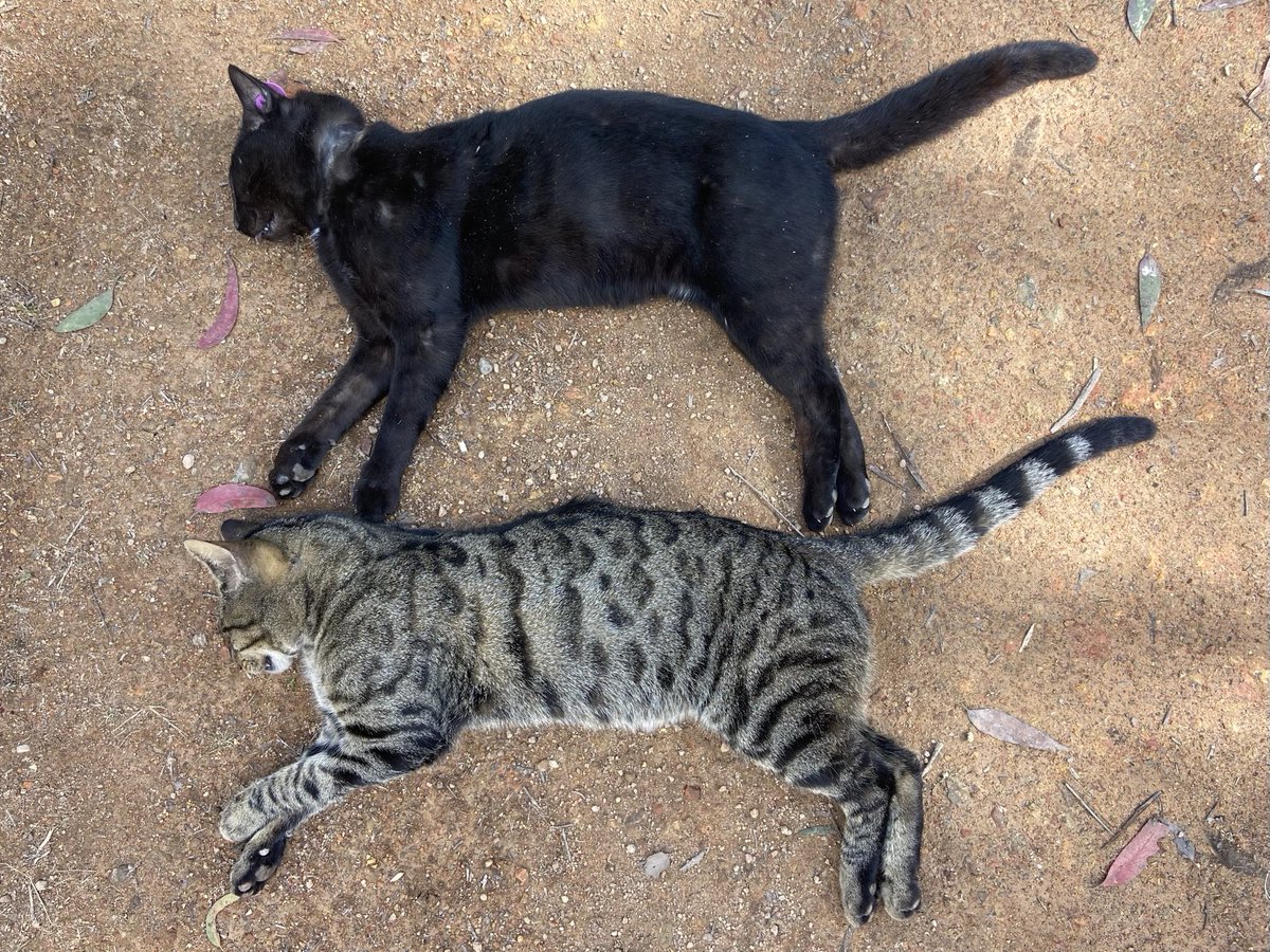 Guy Ballard tweet media