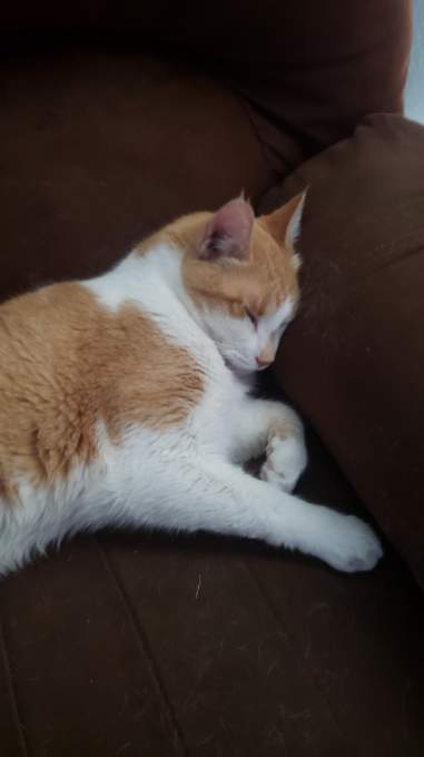 1029RewindRadio's tweet photo. Have you seen Zack the Cat? Missing from the Forest Park area of Cranbrook near the 2500-block of 12th Street North. Orange and white male. https://t.co/QNO7eqog7J