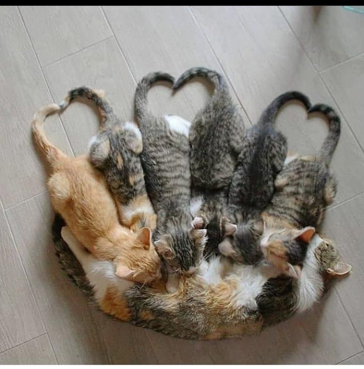 aras017993's tweet image. Bir umutla başlar her güzel gün
Gün güzel olunca umutta özel olur
Her yeni gün size umut getirsin
Umudunuz SEVGİ
Sevginiz SONSUZ
Sabahınız aydın olsun...
Günaydınnn 🌺🌺🌺🌺🌺🌺🌺🌺