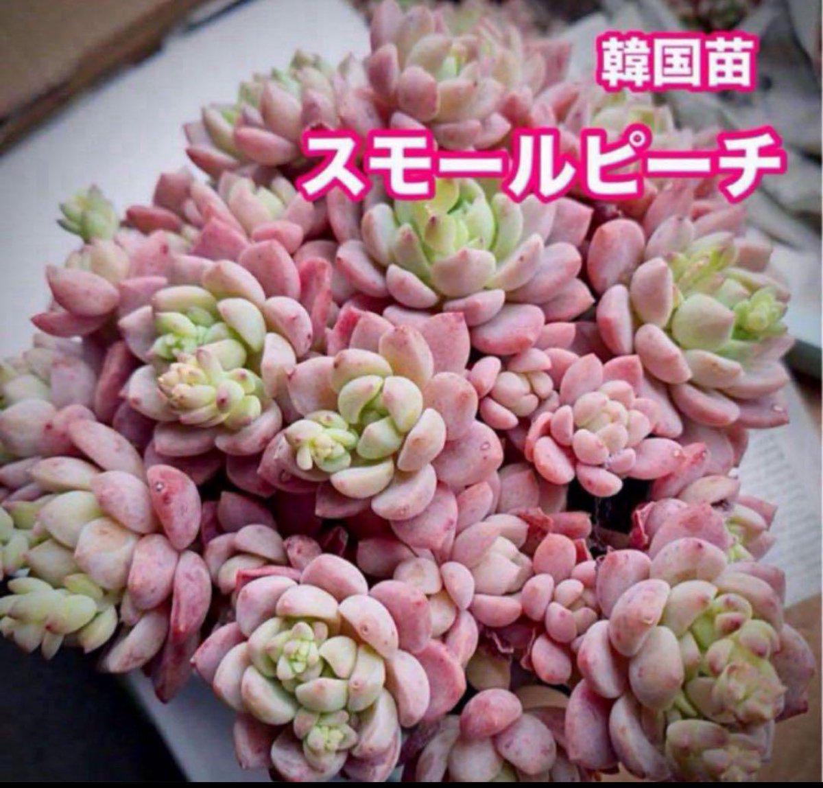 a_d_1999's tweet photo. 韓国苗の
#スモールピーチ 
この群生株は今年だけで
丸坊主を3度してます。

そして今又群生に〜〜
別名もあるみたいで「千本桜」と言うそうです。
名前がピッタリ過ぎて笑える〜〜🤣

そして写真2枚目は購入時の姿で
冬の紅葉可愛いすぎるでしょ🩷🩷🩷

もう少し涼しくなったら
又丸坊主決定です❗️ https://t.co/ABKi68s4wp