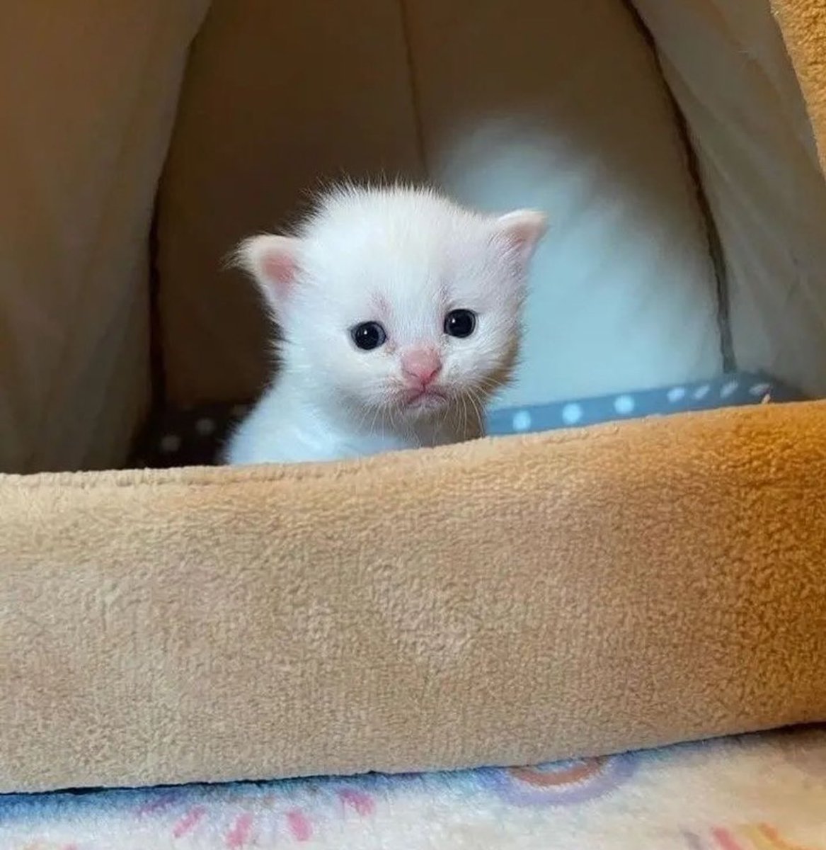 beef bibbler tweet media