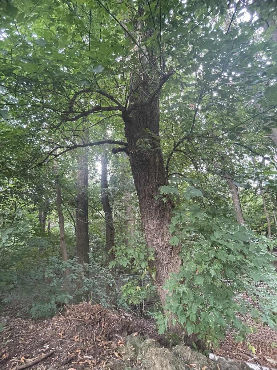 geraldseny's tweet photo. "He that plants trees loves others beside himself." - Thomas Fuller! 🌳🌏 https://t.co/RNi5DZjsSf